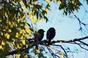 two-love-birds-on-a-tree-branch-trude-janssen